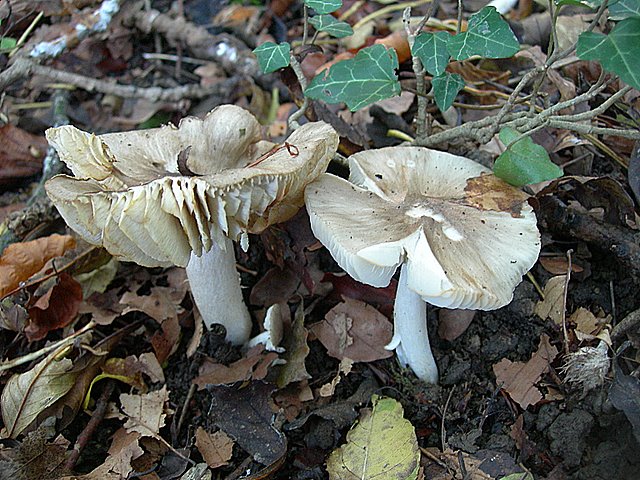 Hygrocybe  fornicata  (Fr.)   Singer